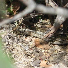 Liopholis guthega (Snowy Mountains Skink) at Kosciuszko National Park, NSW - 10 Feb 2013 by KShort