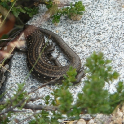 Liopholis guthega (Snowy Mountains Skink) at Kosciuszko National Park, NSW - 10 Feb 2013 by KShort