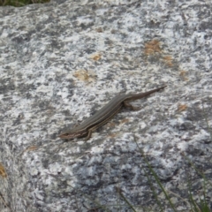 Pseudemoia entrecasteauxii (Woodland Tussock-skink) at Charlotte Pass - Kosciuszko NP - 10 Feb 2013 by KShort