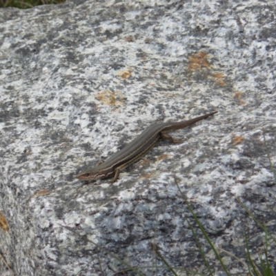 Pseudemoia entrecasteauxii (Woodland Tussock-skink) at Kosciuszko National Park, NSW - 10 Feb 2013 by KShort