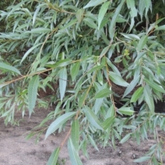 Salix nigra (Black Willow) at Paddys River, ACT - 29 Jan 2017 by michaelb