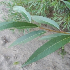 Salix nigra at Paddys River, ACT - 29 Jan 2017