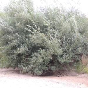 Salix nigra at Paddys River, ACT - 29 Jan 2017 08:14 PM