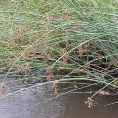 Schoenoplectus validus (River Club-rush) at Paddys River, ACT - 30 Jan 2017 by michaelb