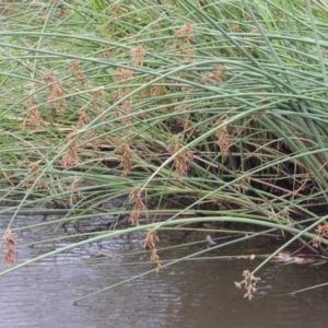 Schoenoplectus tabernaemontani at Paddys River, ACT - 30 Jan 2017