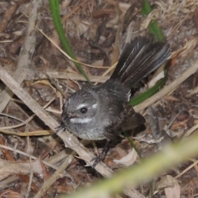 Rhipidura albiscapa (Grey Fantail) at Paddys River, ACT - 30 Jan 2017 by michaelb
