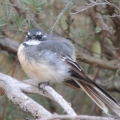 Rhipidura albiscapa (Grey Fantail) at Gigerline Nature Reserve - 2 Mar 2014 by michaelb