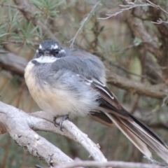 Rhipidura albiscapa (Grey Fantail) at Tennent, ACT - 2 Mar 2014 by MichaelBedingfield