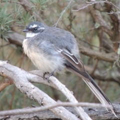 Rhipidura albiscapa at Tennent, ACT - 2 Mar 2014