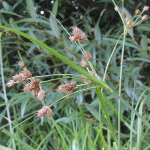 Bolboschoenus medianus at Paddys River, ACT - 29 Jan 2017 08:17 PM