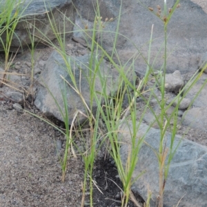 Bolboschoenus medianus at Paddys River, ACT - 29 Jan 2017 08:17 PM