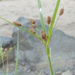 Bolboschoenus medianus at Paddys River, ACT - 29 Jan 2017 08:17 PM