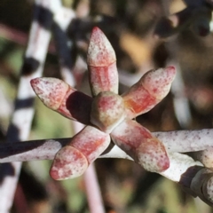 Eucalyptus nortonii (Mealy Bundy) at Googong, NSW - 18 Jun 2017 by Wandiyali