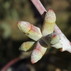 Eucalyptus nortonii at QPRC LGA - 18 Jun 2017 02:24 PM