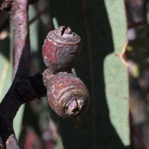 Eucalyptus nortonii at Googong, NSW - 18 Jun 2017