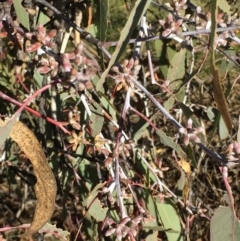 Eucalyptus nortonii at QPRC LGA - 18 Jun 2017 02:24 PM