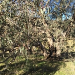 Eucalyptus nortonii at QPRC LGA - 18 Jun 2017 02:24 PM