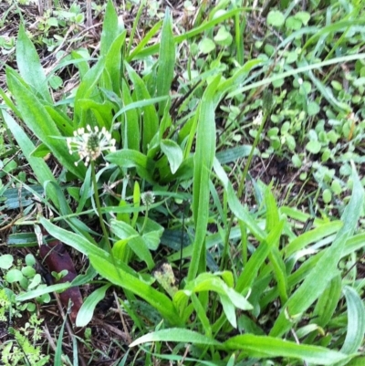 Plantago lanceolata (Ribwort Plantain, Lamb's Tongues) at Hughes Garran Woodland - 17 Jun 2017 by ruthkerruish