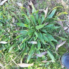 Plantago lanceolata at Garran, ACT - 18 Jun 2017 12:00 AM