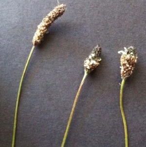 Plantago lanceolata at Garran, ACT - 18 Jun 2017 12:00 AM