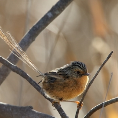 Stipiturus malachurus (Southern Emuwren) at Panboola - 18 Jun 2017 by Leo