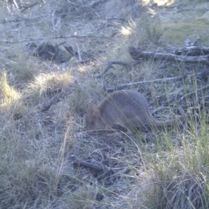 Bettongia gaimardi at Gungahlin, ACT - 18 Jun 2017