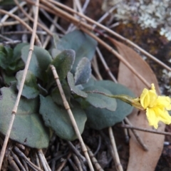 Goodenia hederacea (Ivy Goodenia) at Mount Majura - 17 Jun 2017 by Qwerty