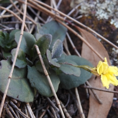 Goodenia hederacea (Ivy Goodenia) at Mount Majura - 17 Jun 2017 by Qwerty