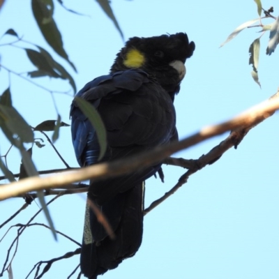 Zanda funerea (Yellow-tailed Black-Cockatoo) at Majura, ACT - 17 Jun 2017 by Qwerty