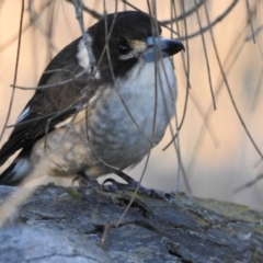 Cracticus torquatus (Grey Butcherbird) at Hackett, ACT - 18 Jun 2017 by Qwerty