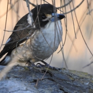 Cracticus torquatus at Hackett, ACT - 18 Jun 2017