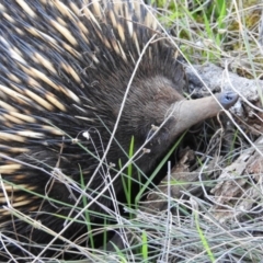 Tachyglossus aculeatus (Short-beaked Echidna) at Hackett, ACT - 18 Jun 2017 by Qwerty