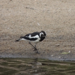 Grallina cyanoleuca (Magpie-lark) at Paddys River, ACT - 30 Jan 2017 by MichaelBedingfield