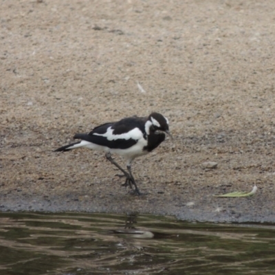 Grallina cyanoleuca (Magpie-lark) at Paddys River, ACT - 30 Jan 2017 by MichaelBedingfield