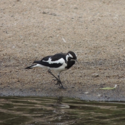 Grallina cyanoleuca (Magpie-lark) at Point Hut to Tharwa - 30 Jan 2017 by michaelb