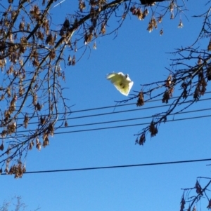 Cacatua galerita at Monash, ACT - 18 Jun 2017 09:15 AM