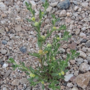 Centipeda cunninghamii at Paddys River, ACT - 29 Jan 2017