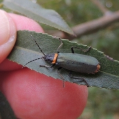 Chauliognathus lugubris (Plague Soldier Beetle) at Point Hut to Tharwa - 30 Jan 2017 by michaelb