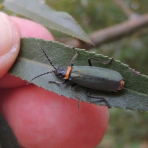 Chauliognathus lugubris at Paddys River, ACT - 30 Jan 2017 08:08 PM