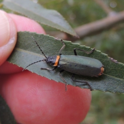 Chauliognathus lugubris (Plague Soldier Beetle) at Point Hut to Tharwa - 30 Jan 2017 by michaelb