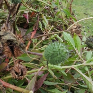 Datura stramonium at Towamba, NSW - 17 Jun 2017