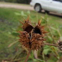 Datura stramonium at Towamba, NSW - 17 Jun 2017