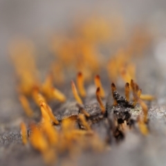 Calocera sp. (A stagshorn fungus) at Namadgi National Park - 16 Jun 2017 by Jek