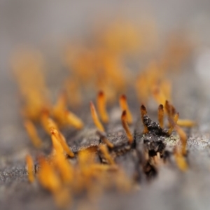 Calocera sp. at Cotter River, ACT - 16 Jun 2017 12:24 PM