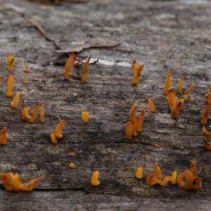 Calocera sp. at Cotter River, ACT - 16 Jun 2017 12:24 PM