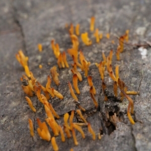 Calocera sp. at Cotter River, ACT - 16 Jun 2017