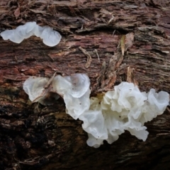 Tremella fuciformis (Snow Fungus) at Cotter River, ACT - 16 Jun 2017 by Jek