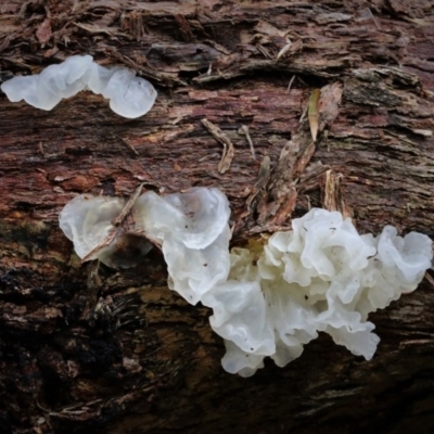 Tremella fuciformis (Snow Fungus) at Cotter River, ACT - 16 Jun 2017 by Jek