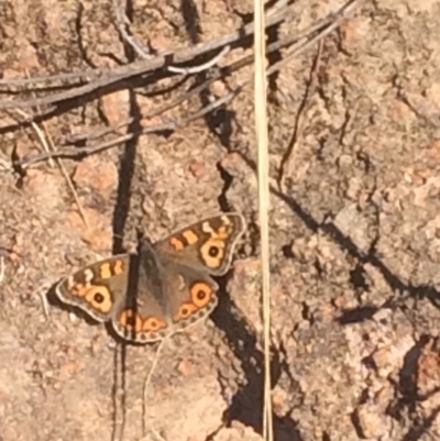 Junonia villida (Meadow Argus) at Mount Taylor - 19 Jun 2017 by George