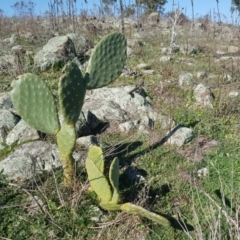 Opuntia ficus-indica (Indian Fig, Spineless Cactus) at Scrivener Hill - 19 Jun 2017 by Mike